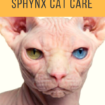Sphynx Cat Care: 7 Things To Be Aware Of Before Adding One To Your Family