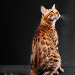 About Cat Breeds: The Bengal Cat