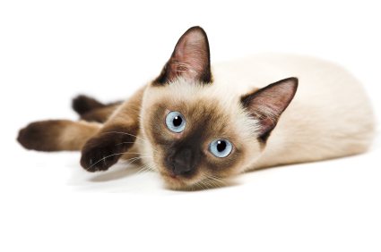 Siamese Cat History