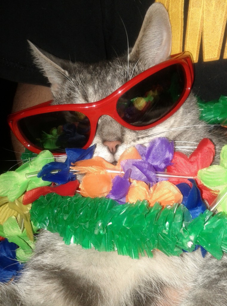 Fully FelineFunny Cat Pictures: The Original Party Animal