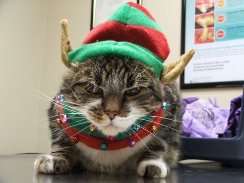 Image result for cats dressed as elf