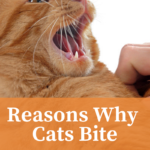 Cat Behavior: Why Cats Bite