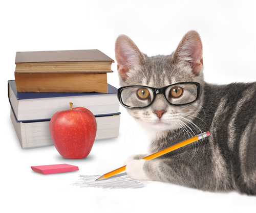 cat-student-writing.jpg