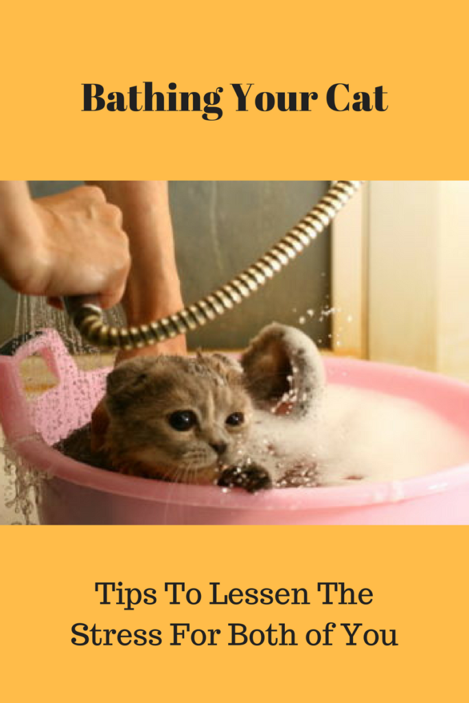 bathing your cat