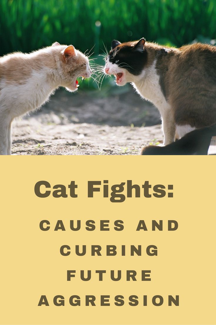 Cat Fight: It Doesn’t Have to End Badly!