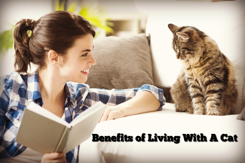 5 Benefits of Living With A Cat