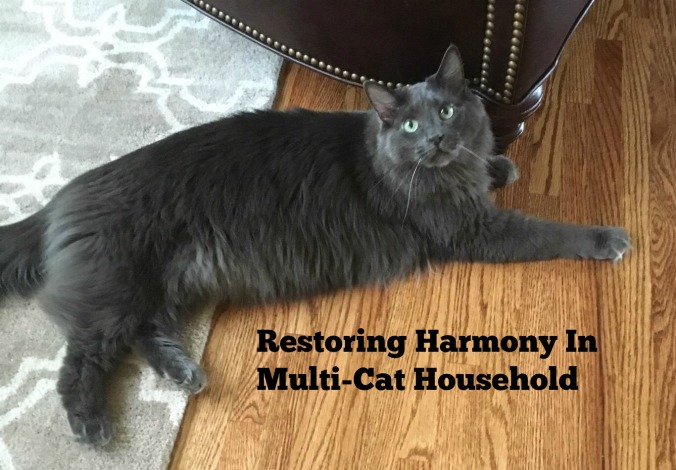multi cat household harmony