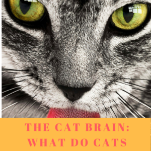 The Cat Brain: What Do They Remember?