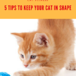 5 Cat Fitness Tips: Don’t Break a Sweat Getting Your Cat to Exercise!