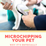 Microchip Your Pet: Why It’s Important, Especially If Your Pet Is Lost