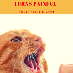 Pet-Induced Aggression: When Playtime with Your Cat Becomes Bite Time