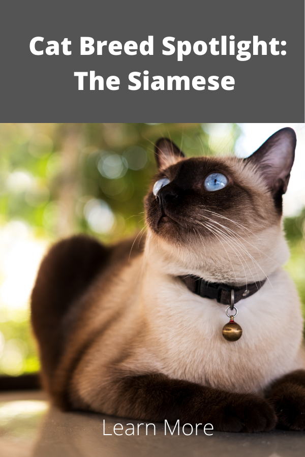 thai vs siamese cat