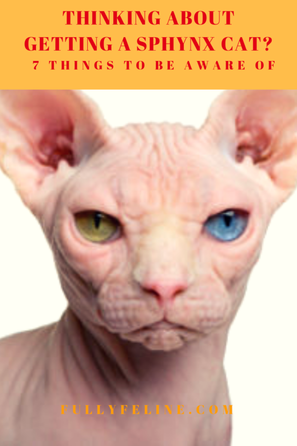 Hairless store cat care