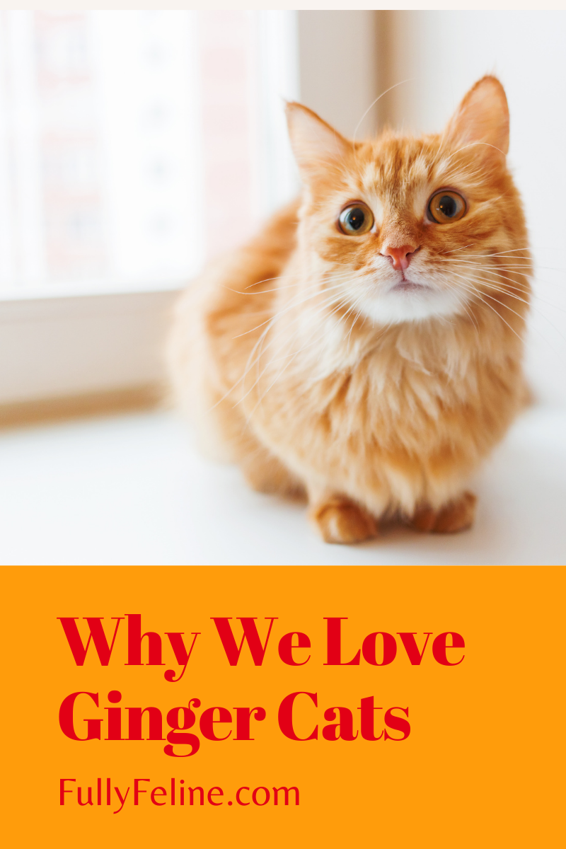 Ginger Cats: Reasons Why We Love Them - Fully Feline