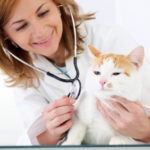 Five Tests To Monitor Senior Cat Health
