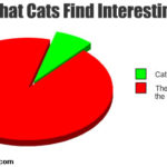 Humor: What Does Your Cat Find Interesting?