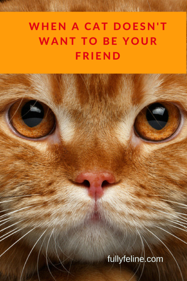 When Cat Doesn t Want To Be Your Friend Fully Feline