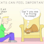 Cat Humor:  Who Is More Important, Man or Cat?