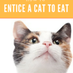 Entice A Cat To Eat: 7 Suggestions To Try