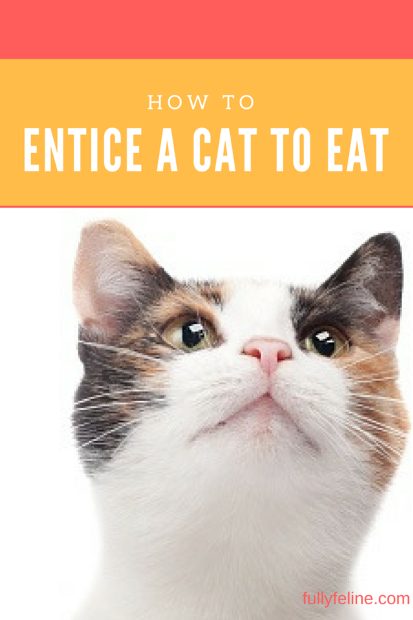 entice a cat to eat