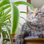 5 Ways To Protect Houseplants From Your Cat