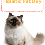 Holistic Pet Care: Is It The Right Choice For Your Pet?