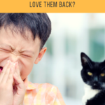 Cat Behavior:  Why They Love People That Hate Them