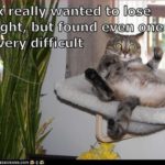 Cat Humor:  Losing Weight The Hard Way