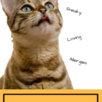 Five Words To Describe Cats