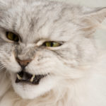 Cat Behavior: It’s A Good Idea To Let Hissing Cats Lie