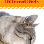 Feeding Cats On Different Diets