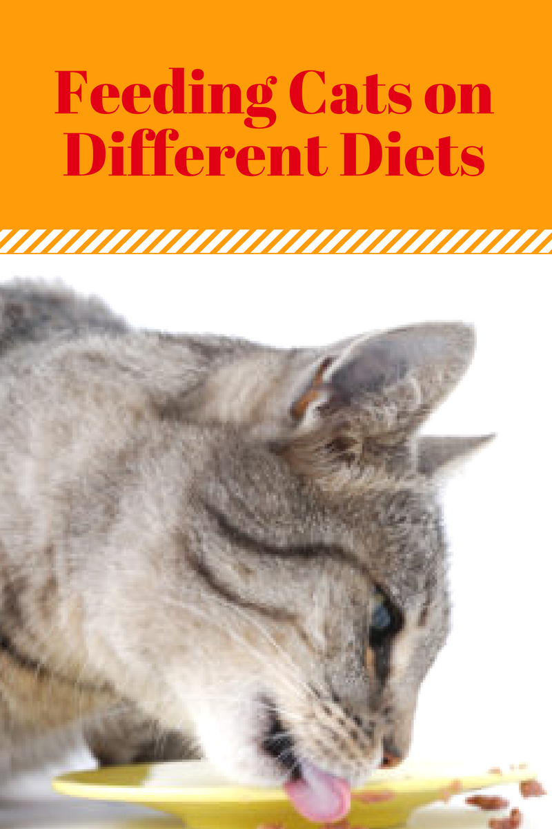 Feeding Cats On Different Diets