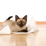 Cat Behavior:  Stop Unrolling The Toilet Paper!