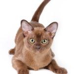 Cat Breeds:  The Burmese Cat