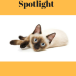Siamese Cats: Chatty, Lovable and Full of Personality