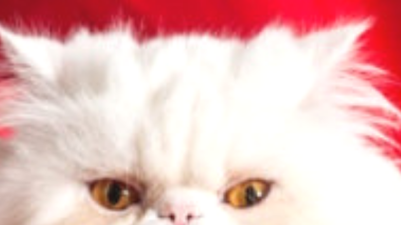 cat dna
