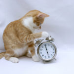 Cat Behavior Is About Time Management