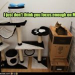 Funny Cat Pictures:  Make Sure Your Focus Is On Me!