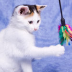 Cat Humor:  Helping Cats Outsmart Their Toys