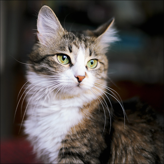 domestic cat with round pupils