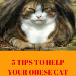 Pet Obesity Prevention In Cats: 5 Tips To Help Your Cat Lose Weight