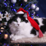 Holiday Safety Tips For You And Your Cat