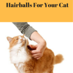 Five Ways To Prevent Hairballs In Your Cat