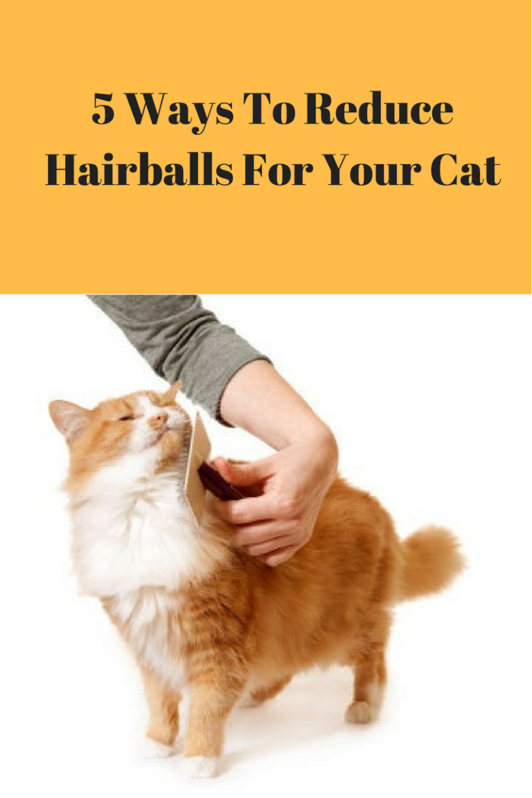 Five Ways To Prevent Hairballs In Your Cat
