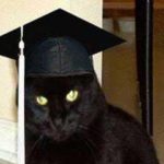 Cat Stories:  Colby The College Cat Wannabe