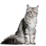 Cat Breeds:  Maine Coon