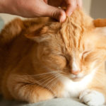 Cat Behavior:  How Your Cat Says Enough Is Enough