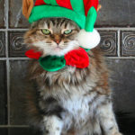 Cat Humor: Santa’s Five Favorite Cat Elves