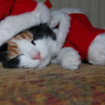 Holiday Wishes From The Christmas Cats