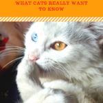 Pet Holidays:  National Answer Your Cat’s Question Day